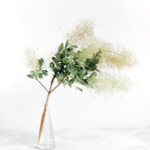 Blossom Plant Flower